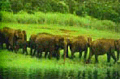 Kerala - Elephants in Periyar wildlife reserve