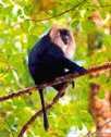Lion tailed macaques - Silent valley park