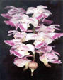 Kerala flora